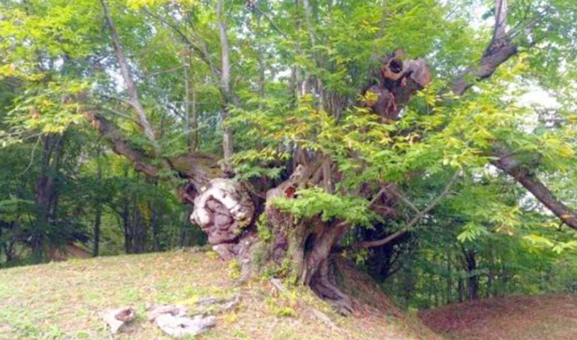 Erfelek